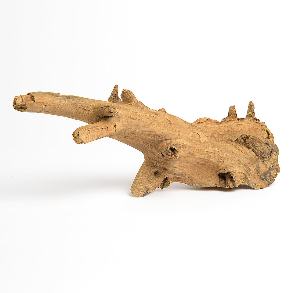Teak Root Sculpture